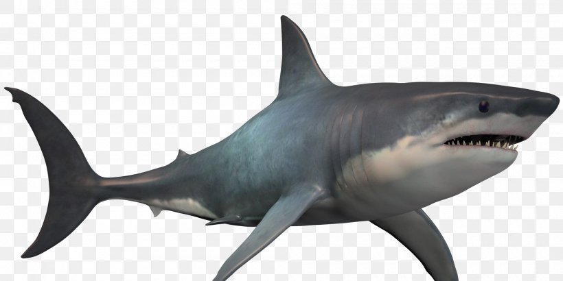 Great White Shark Megalodon Image, PNG, 2000x1000px, Shark, Animal Figure, Bull Shark, Carcharhiniformes, Cartilaginous Fish Download Free