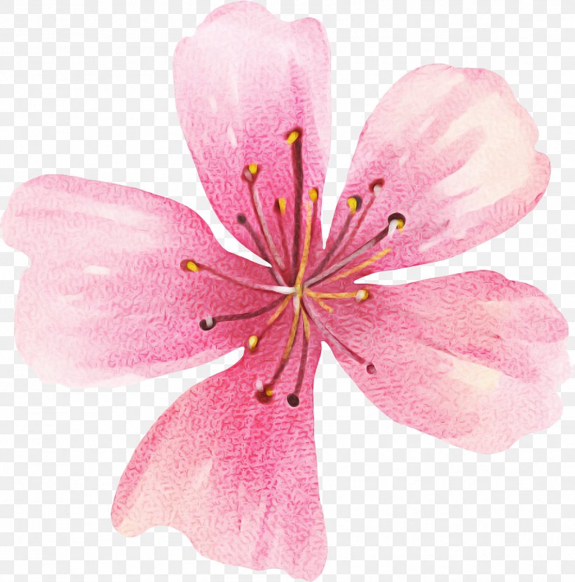 Cherry Blossom Background, PNG, 1794x1820px, Pink, Azalea, Blossom, Cherry Blossom, Cnki Download Free
