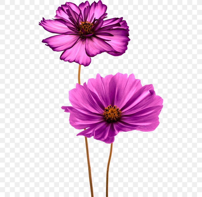Common Daisy Flower Clip Art, PNG, 507x800px, Common Daisy, Annual Plant, Aster, Bellis, Cosmos Download Free