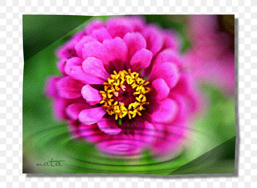 Garden Cosmos Close-up Wildflower, PNG, 800x600px, Garden Cosmos, Annual Plant, Aster, Closeup, Flower Download Free