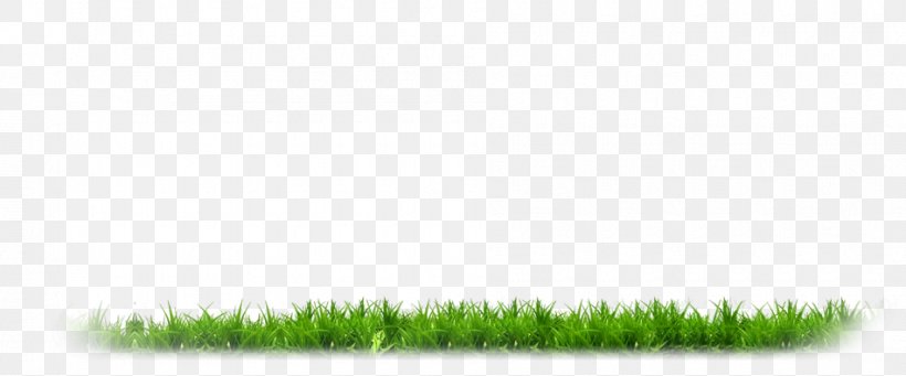 Grasses Line Product, PNG, 950x396px, Grass, Grass Family, Grasses, Grassland, Green Download Free