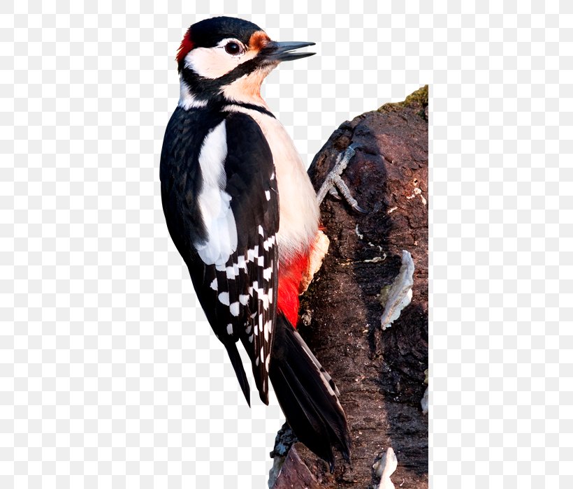 Great Spotted Woodpecker Lesser Spotted Woodpecker Bird Middle Spotted Woodpecker, PNG, 640x700px, Woodpecker, Beak, Bird, Dendrocopos, Drawing Download Free