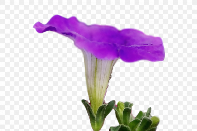Plant Stem Cut Flowers Petal Purple, PNG, 1920x1282px, Watercolor, Biology, Cut Flowers, Family, Flower Download Free