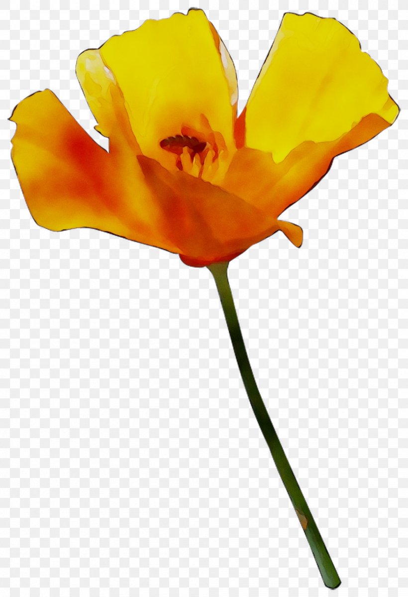 Plant Stem Cut Flowers The Poppy Family Orange S.A., PNG, 998x1460px, Plant Stem, Botany, Closeup, Cut Flowers, Eschscholzia Californica Download Free