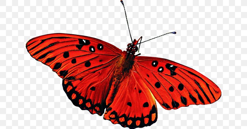 Butterfly Desktop Wallpaper High-definition Television 1080p, PNG, 650x430px, 4k Resolution, Butterfly, Arthropod, Brush Footed Butterfly, Butterflies And Moths Download Free
