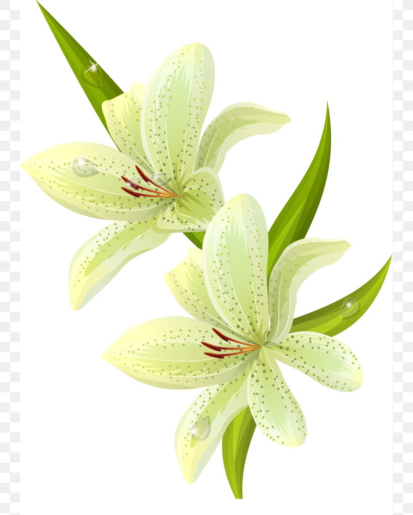 Flower Clip Art, PNG, 739x1024px, Flower, Easter Lily, Flowering Plant, Lilium, Lily Download Free