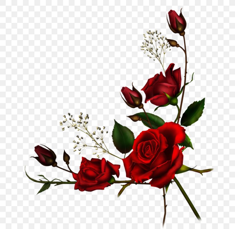 Garden Roses Flower, PNG, 683x800px, Rose, Art, Artificial Flower, Branch, Cut Flowers Download Free