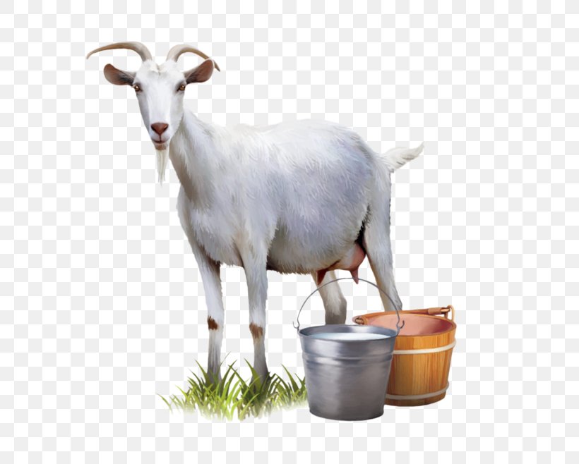 Goat Milk Goat Milk Automatic Milking, PNG, 658x658px, Goat, Automatic