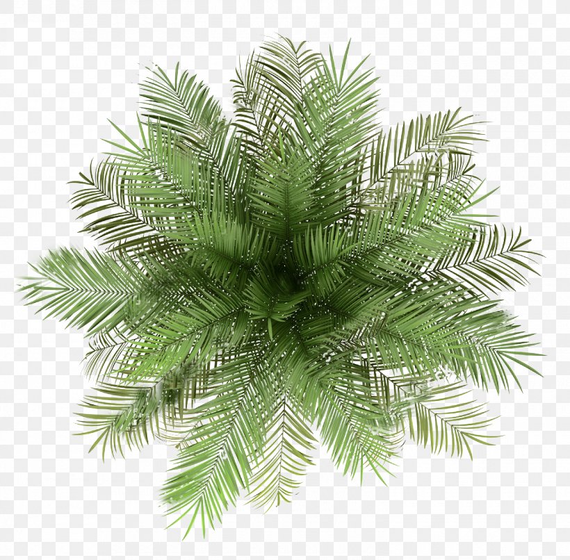 Palm Trees Stock Photography Image, PNG, 1500x1475px, Palm Trees, Arecales, Bonsai, Borassus Flabellifer, Branch Download Free