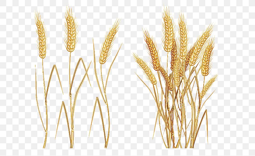 Common Wheat Cereal Ear Clip Art, PNG, 600x501px, Common Wheat, Agriculture, Avena, Barley, Cereal Download Free