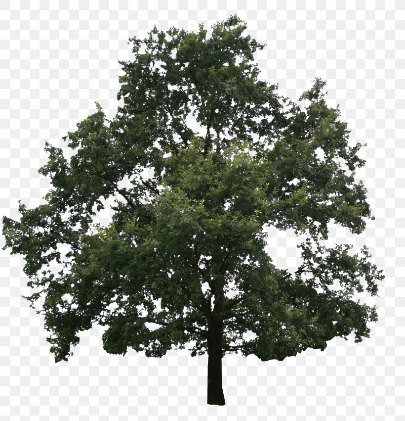 Oak Fir Tree Conifers Evergreen, PNG, 2304x2393px, Oak, Birch, Branch, Building, Conifers Download Free