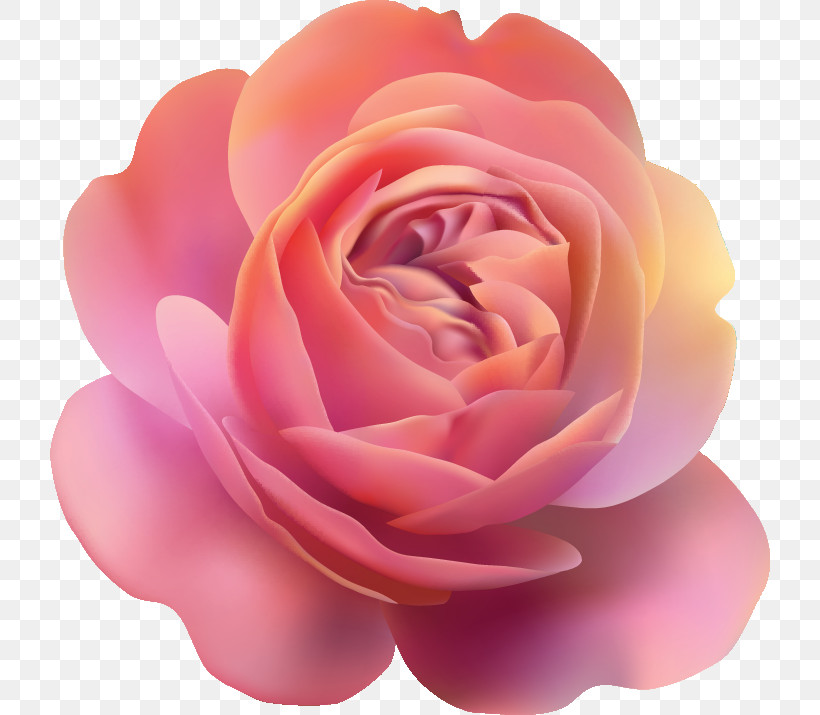 One Flower One Rose Valentines Day, PNG, 720x715px, One Flower, Annual Plant, Artificial Flower, Camellia, China Rose Download Free