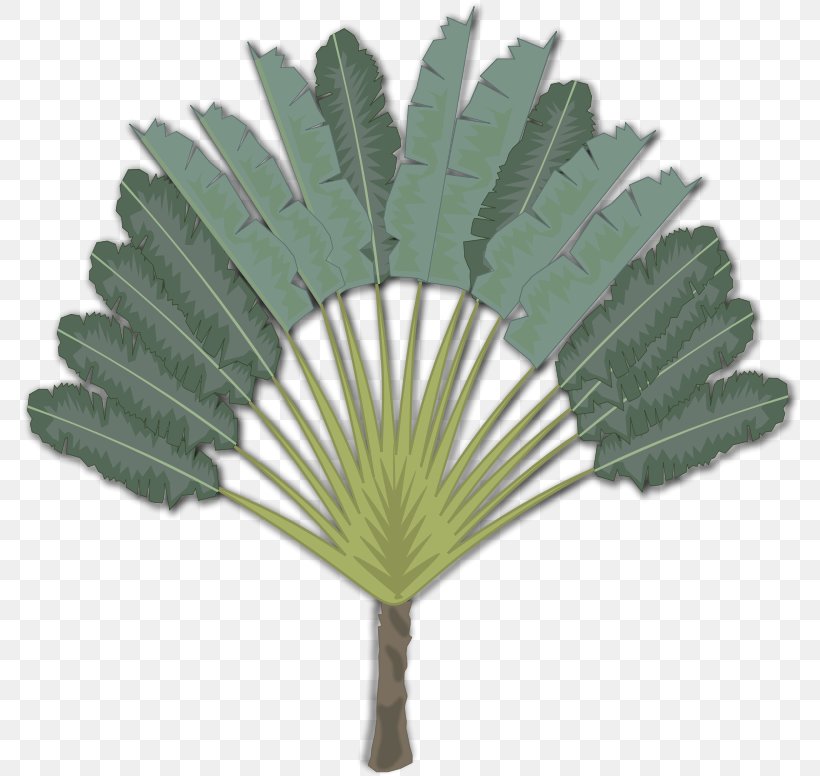 Palm Trees Clip Art Ravenala Madagascariensis Desktop Wallpaper, PNG, 777x776px, Palm Trees, Arecales, Decorative Fan, Leaf, Palm Tree Download Free