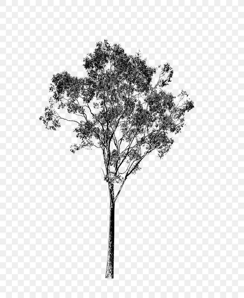 Twig Clip Art, PNG, 750x1000px, Twig, Black And White, Branch, Drawing, Eucalyptus Pauciflora Download Free