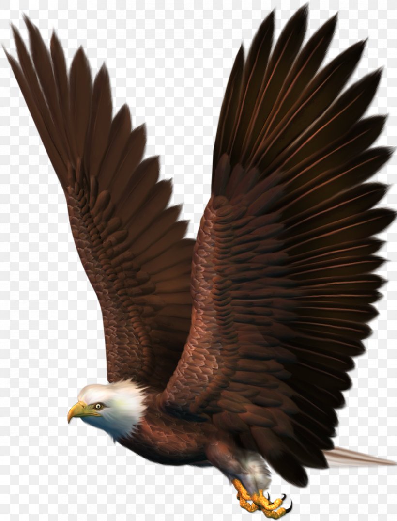 Bald Eagle Bird Clip Art, PNG, 915x1200px, Eagle, Accipitriformes, Bald Eagle, Beak, Bird Download Free