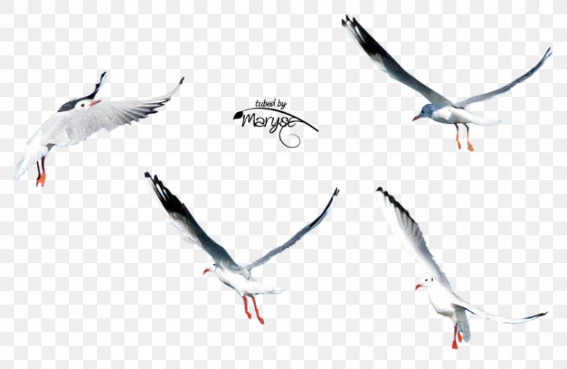 European Herring Gull Gulls Bird A Gaivota Wader, PNG, 880x572px, European Herring Gull, Animal, Animal Migration, Art, Beak Download Free