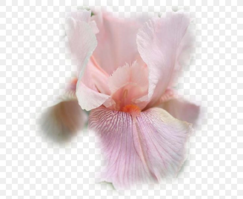 Irises Iris Croatica Moth Orchids Pink Close-up, PNG, 624x671px, Irises, Closeup, Facial Redness, Flower, Flowering Plant Download Free