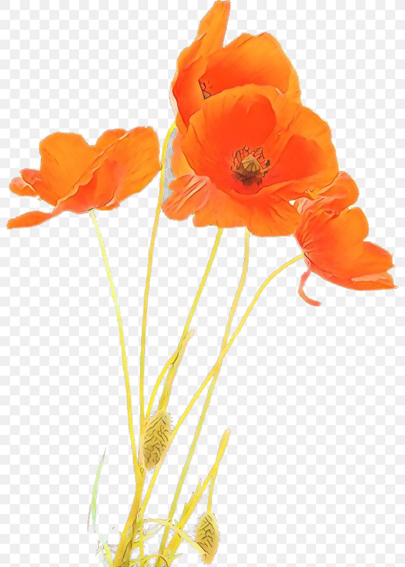 Orange, PNG, 795x1147px, Cartoon, Coquelicot, Cut Flowers, Eschscholzia Californica, Flower Download Free