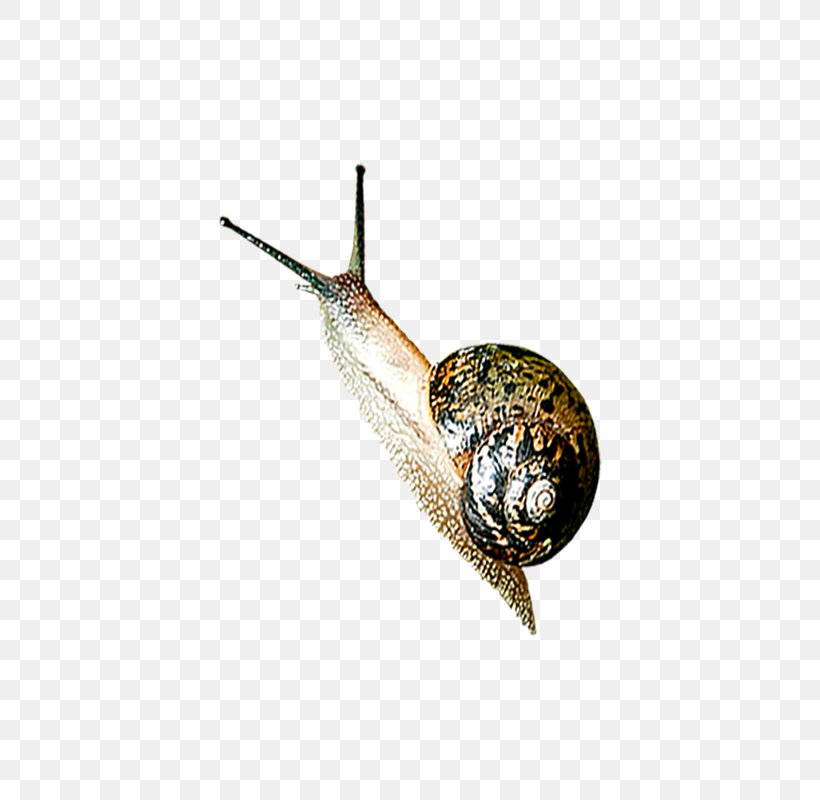 Snail Orthogastropoda Slug, PNG, 800x800px, Snail, Animal, Caracol, Crawling, Google Images Download Free
