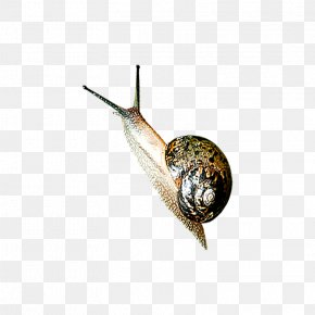 Realistic Snails - Snail Orthogastropoda Slug PNG