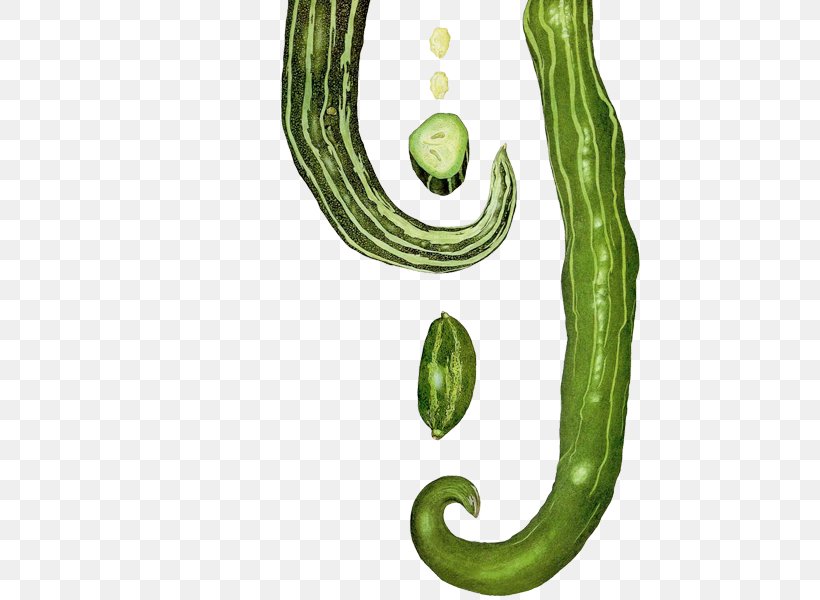 Cucumber Body Jewellery Plant Stem Font, PNG, 600x600px, Cucumber, Body Jewellery, Body Jewelry, Food, Jewellery Download Free
