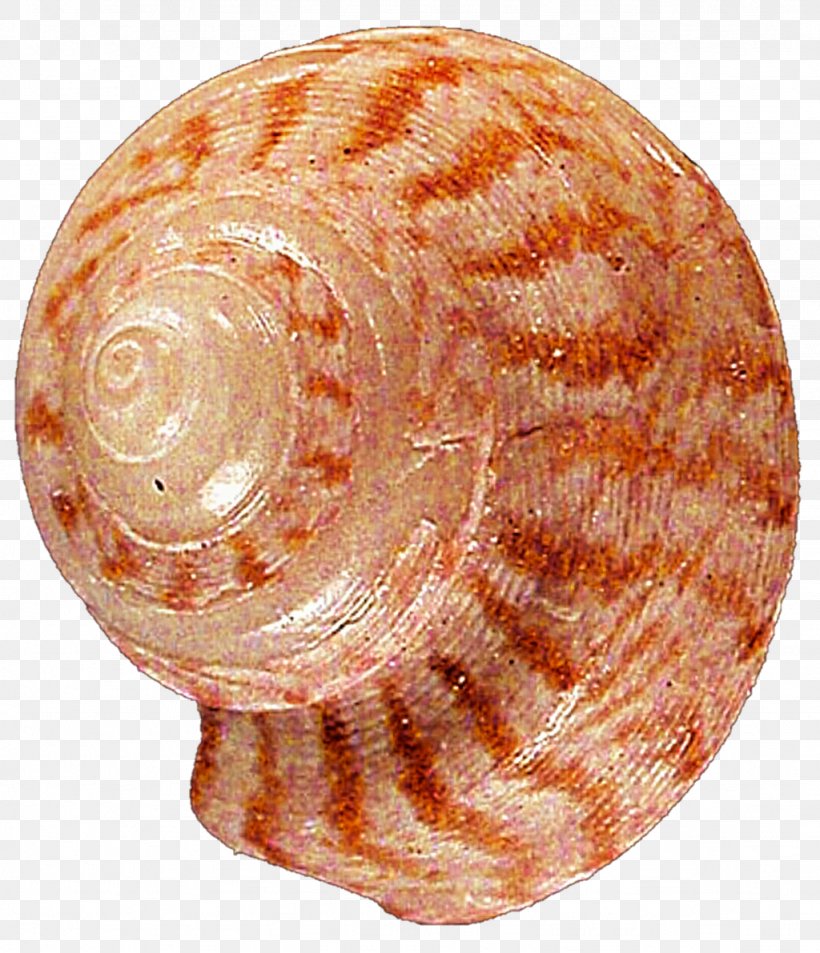Seashell Snail Clam Conchology Veneroida, PNG, 1024x1191px, Seashell, Baltic Clam, Clam, Conchology, Gastropods Download Free