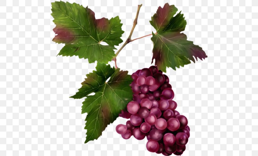 Sultana Zante Currant Grape Seedless Fruit Boysenberry, PNG, 500x498px, Sultana, Auglis, Berry, Boysenberry, Currant Download Free