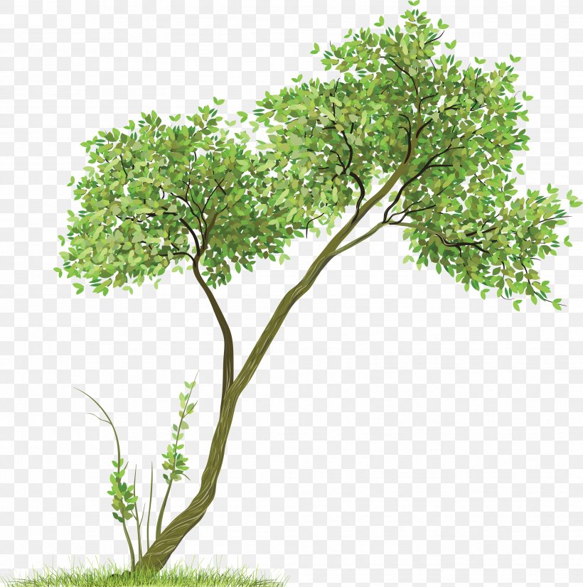 Tree Image, PNG, 3509x3537px, Tree, Branch, Flora, Flowerpot, Grass Download Free