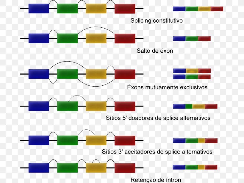 Alternative Splicing RNA Splicing Intron RNA-Seq, PNG, 683x615px, Alternative Splicing, Area, Diagram, Gene, Gene Expression Download Free