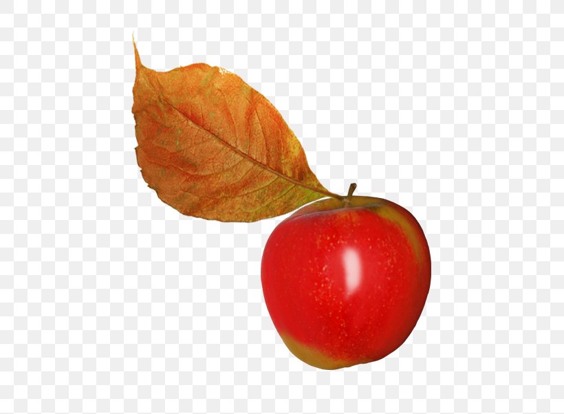 Apple Leaf Fruit Clip Art, PNG, 543x602px, Apple, Accessory Fruit, Apples, Cherry, Diet Food Download Free