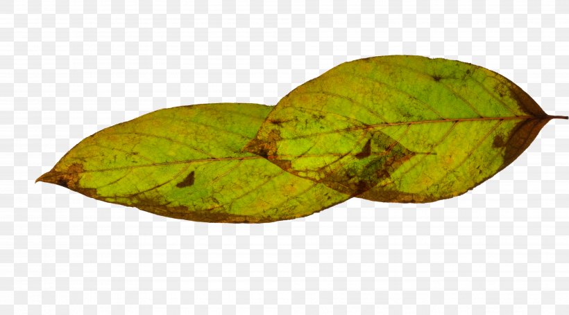 Leaf Green, PNG, 3972x2205px, Leaf, Gratis, Green, Plant, Plant Pathology Download Free