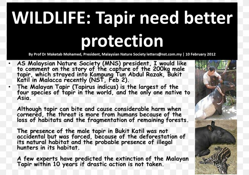 Malayan Tapir Advertising Animal Font, PNG, 1600x1128px, Malayan Tapir, Advertising, Animal, Material, Media Download Free