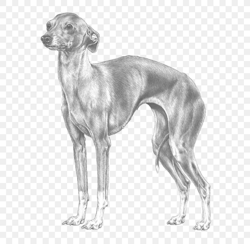 Spanish Greyhound Italian Greyhound Mudhol Hound Azawakh, PNG, 800x800px, Spanish Greyhound, American Staghound, Azawakh, Black And White, Carnivoran Download Free