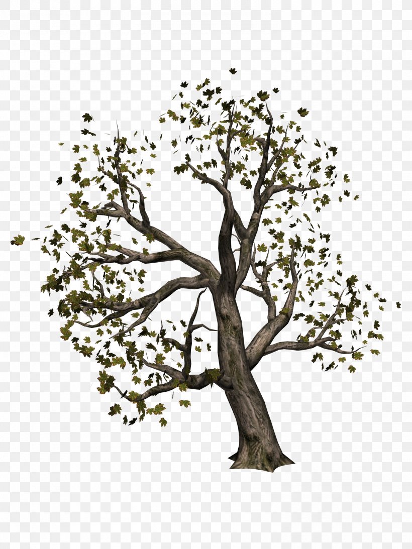 Tree Information Clip Art, PNG, 1500x2000px, 2017, Tree, Branch, Diadem, Flora Download Free