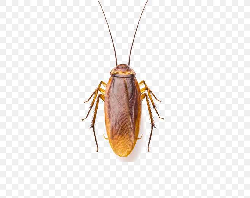 Cockroach Stock Photography Image Shutterstock, PNG, 647x647px, Cockroach, Arthropod, Beetle, Insect, Invertebrate Download Free