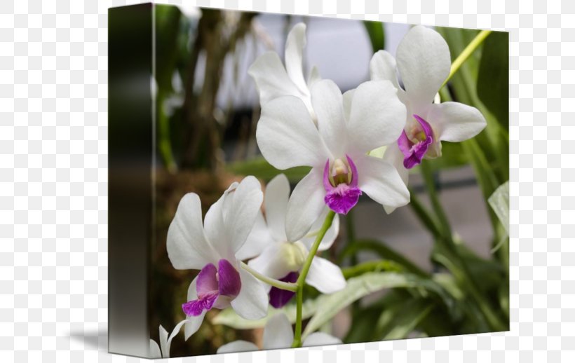 Flowering Plant Cattleya Orchids Dendrobium, PNG, 650x518px, Flowering Plant, Cattleya, Cattleya Orchids, Dendrobium, Family Download Free