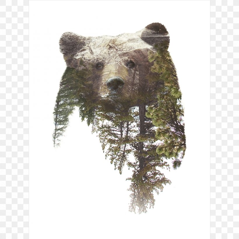 Multiple Exposure Bear Royalty-free Stock Photography, PNG, 1000x1000px, Multiple Exposure, Bear, Brown Bear, Carnivoran, Exposure Download Free