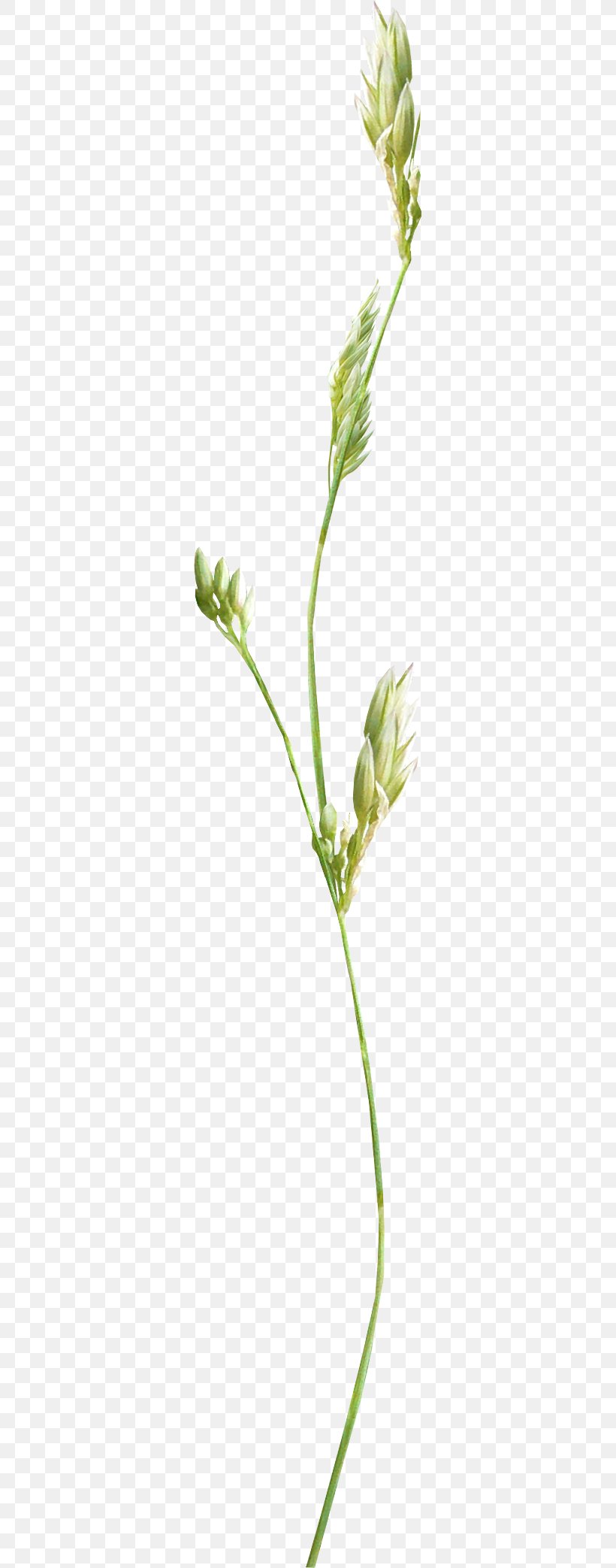 Photography Flower Picture Frames Clip Art, PNG, 303x2086px, Photography, Commodity, Flower, Flowering Plant, Grass Download Free