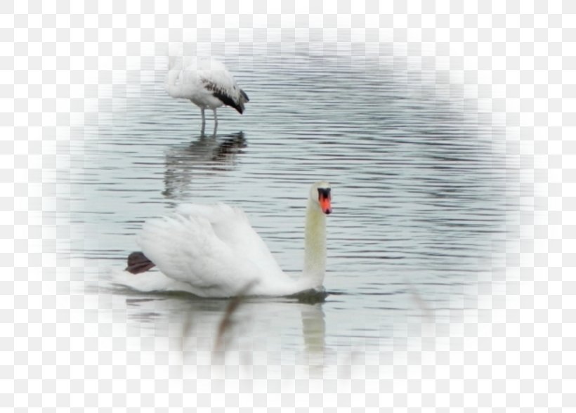 Water Landscape .nl Schepen Ship, PNG, 800x588px, Water, Beak, Bird, Ducks Geese And Swans, Feather Download Free