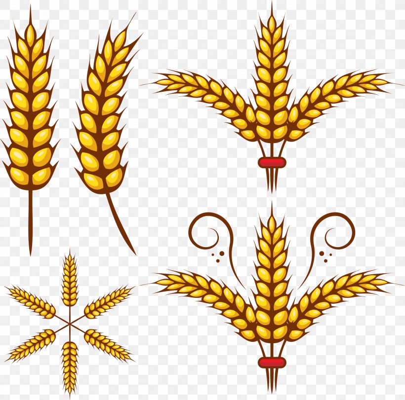 Adobe Illustrator Wheat Clip Art, PNG, 2049x2028px, Wheat, Commodity, Flowering Plant, Food, Food Grain Download Free
