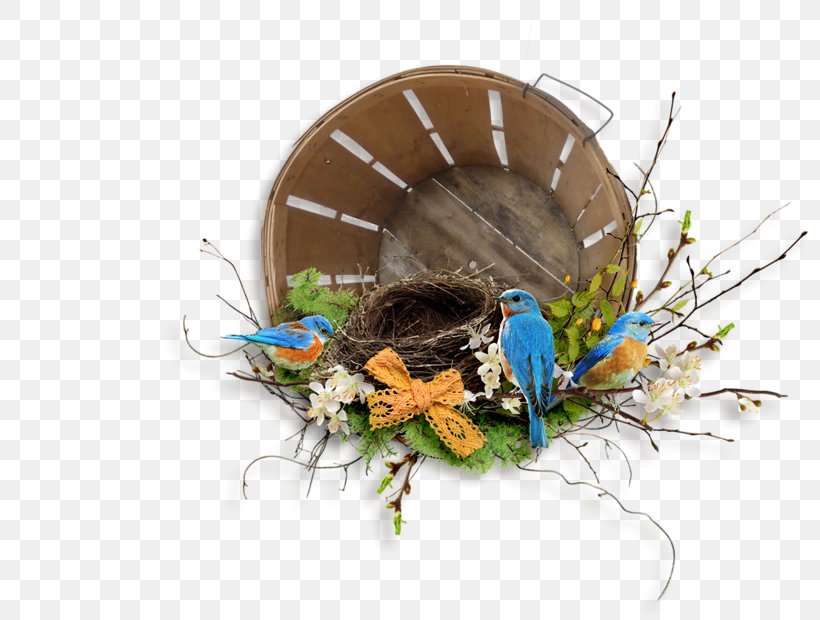 Bird, PNG, 800x620px, Bird, Bird Nest, Centerblog, Chicken, Feather Download Free