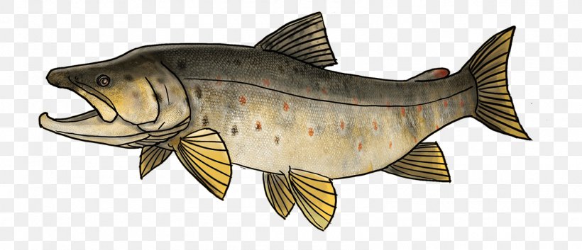 Cod Carp Sea Trout Fish, PNG, 1591x686px, Cod, Animal Figure, Bony Fish, Brown Trout, Carp Download Free