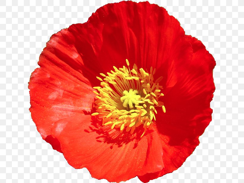 Common Poppy Cut Flowers Flower Bouquet, PNG, 632x613px, Poppy, Annual Plant, Common Poppy, Coquelicot, Cut Flowers Download Free