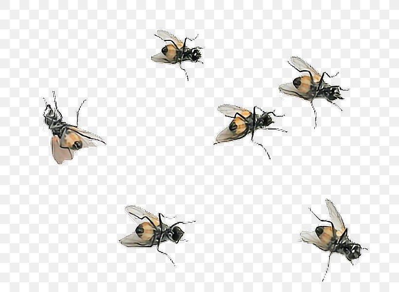 Honey Bee Fly Insect PicsArt Photo Studio, PNG, 800x600px, Honey Bee, Animal, Arthropod, Bee, Biology Download Free