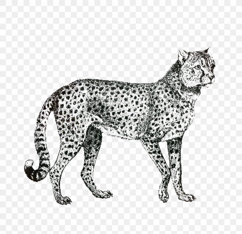 Cat Drawing, PNG, 2478x2388px, Cheetah, Animal, Cat, Cheetah Conservation Fund, Drawing Download Free