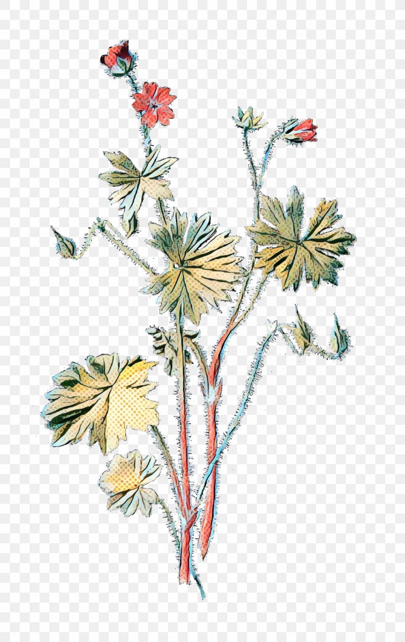 Dove's-foot Crane's-bill Branch Plants Wild Geranium Illustration, PNG, 1009x1600px, Branch, Botanical Illustration, Botany, Cinquefoil, Cranesbill Download Free