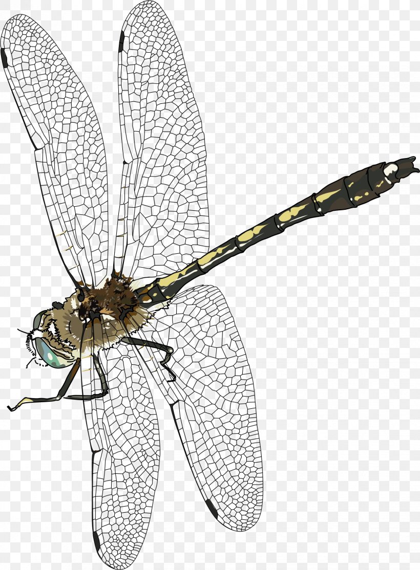 Insect Dragonfly Clip Art, PNG, 1647x2239px, Insect, Animal Magic Poems, Arthropod, Bee, Damselfly Download Free