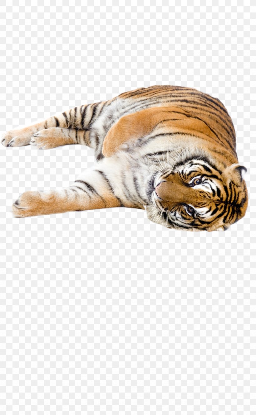 Tiger Stock Photography Cat, PNG, 1023x1662px, Tiger, Animal, Bengal Tiger, Big Cats, Carnivoran Download Free