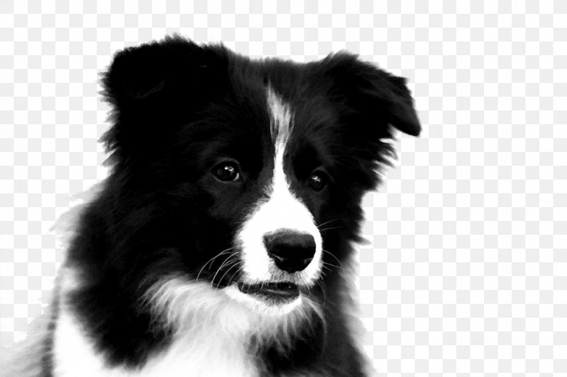 Border Collie Rough Collie Puppy, PNG, 1361x907px, Border Collie, American Kennel Club, Black And White, Carnivoran, Christmas Decoration Download Free