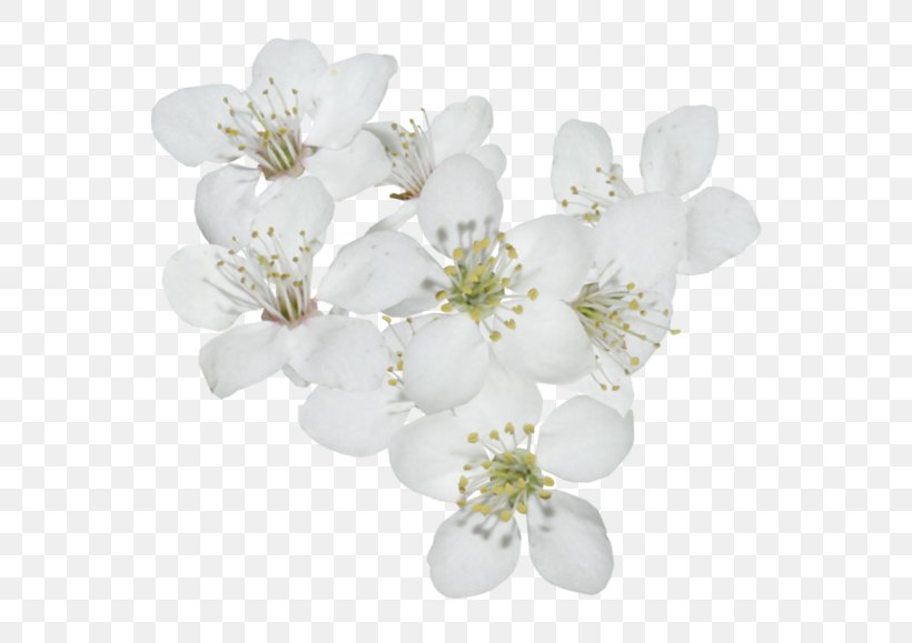 Cherry Blossom Cerasus, PNG, 600x579px, Blossom, Branch, Cerasus, Cherry, Cherry Blossom Download Free